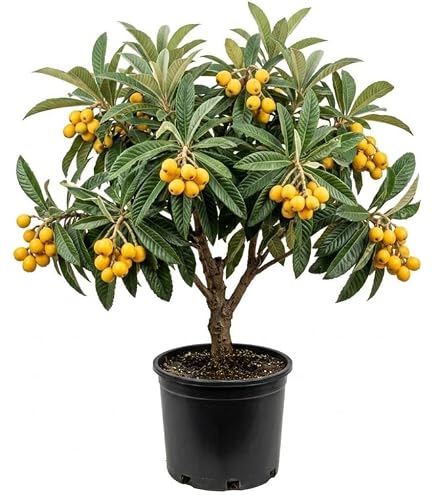 Amazon.com : Loquat Fruit Tree 4 Year's Old 2 to 5 Feet Tall or